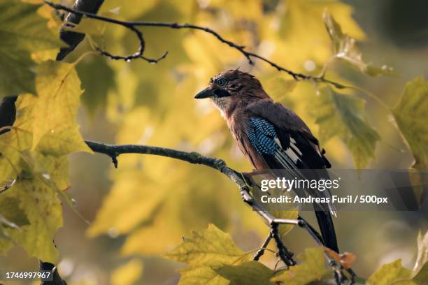 close-up of songbird perching on branch - beauty blatt stock pictures, royalty-free photos & images