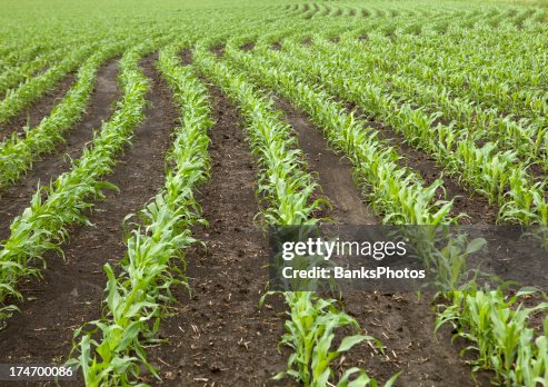 Curved Rows of Spring Corn