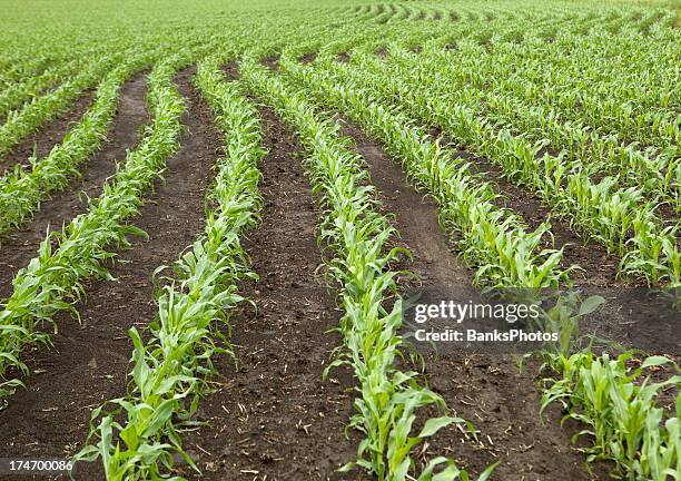 Corn Field Rows Photos and Premium High Res Pictures - Getty Images