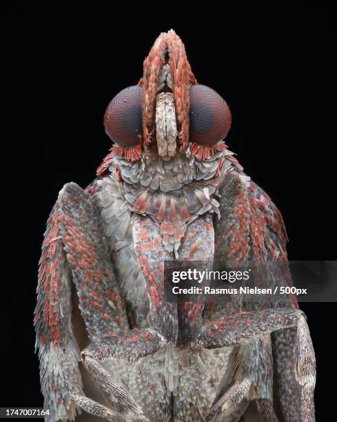 close-up of statue against black background - salobrena toxocrossa fotografías e imágenes de stock