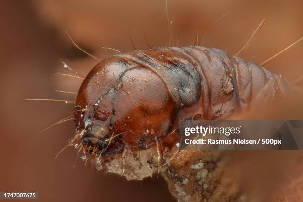 close-up of insect on leaf - salobrena toxocrossa fotografías e imágenes de stock