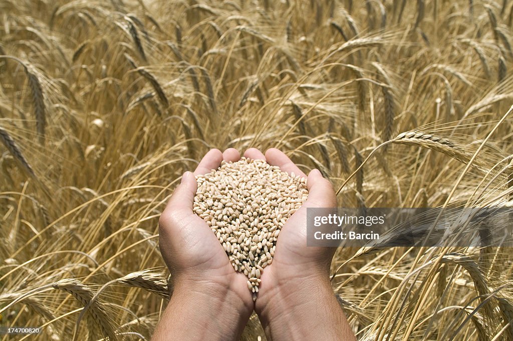 Wheat in the male palms