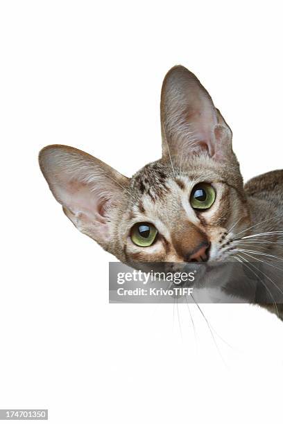 the curious oriental cat - korthaarkat stockfoto's en -beelden