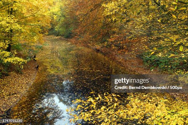 high angle view of trees in forest during autumn - bernd dembkowski stock pictures, royalty-free photos & images