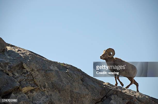 bighorn ram sheep - ram stock pictures, royalty-free photos & images