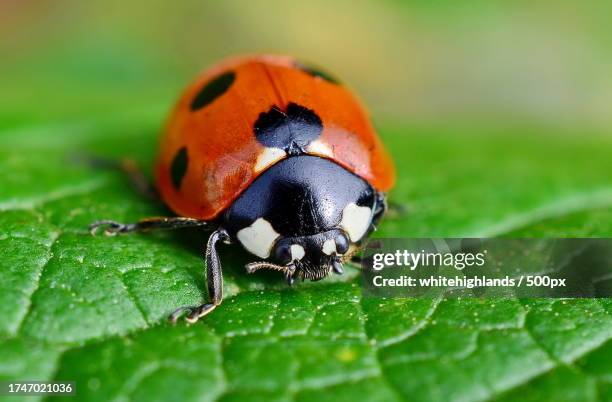 close-up of ladybug on leaf - joaninha imagens e fotografias de stock