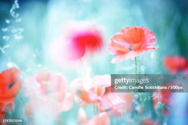 close-up of red flowering plant - poppy flower close up stock pictures, royalty-free photos & images