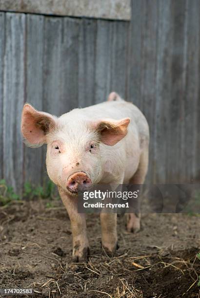 piglet - pig farm stock pictures, royalty-free photos & images