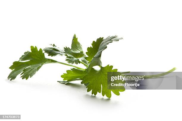 plantas aromáticas frescas: coentro - coentro imagens e fotografias de stock