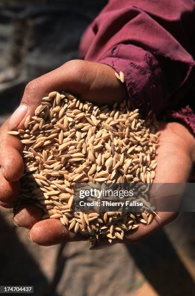 Rice Field Cambodia Photos and Premium High Res Pictures - Getty Images