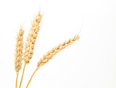 Three stems of wheat on a white background.