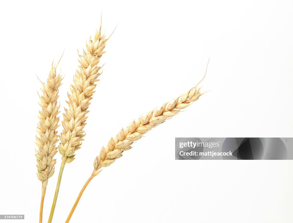 Three stems of wheat on a white background.