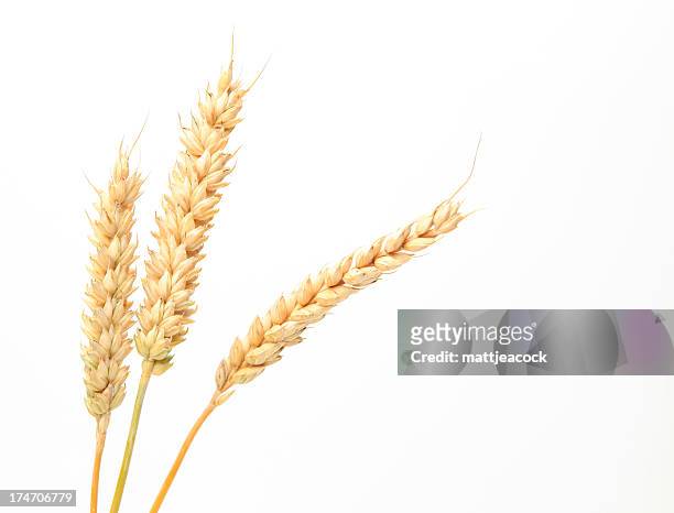 three stems of wheat on a white background. - plant stem stock pictures, royalty-free photos & images