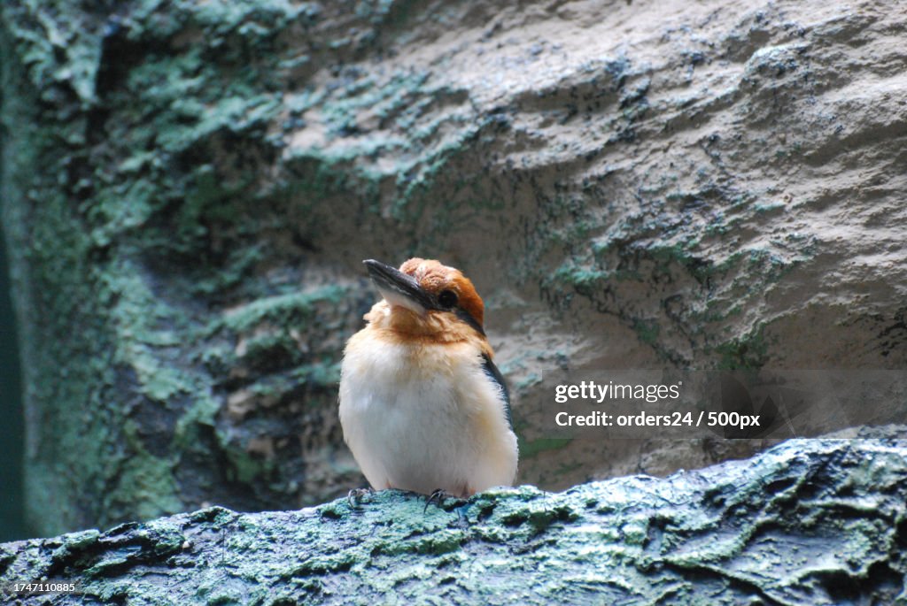 Close-up of penguin perching on rock,United States,USA
