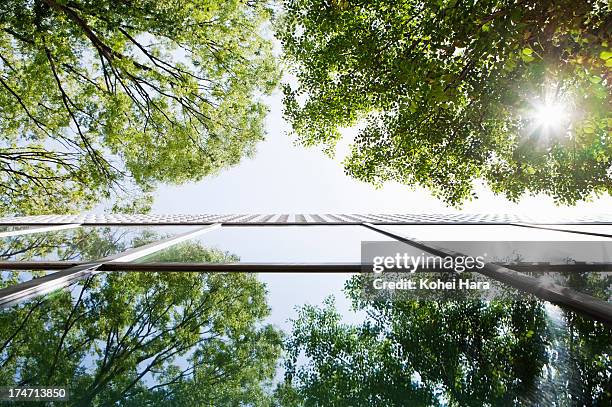 buildings and green - directly below tree stock-fotos und bilder