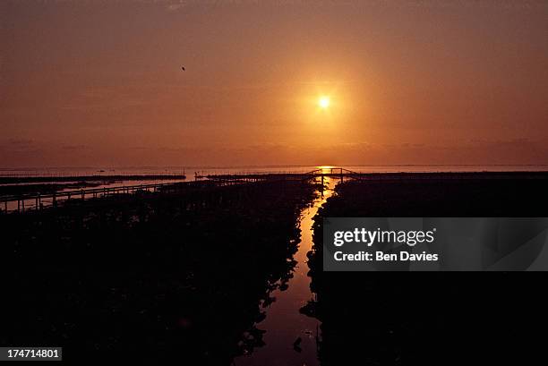 Sunset over the beautiful Thale Noi Bird Park in Phattalung Province, Southern Thailand. The park boasts 150 different types of water bird as well as...