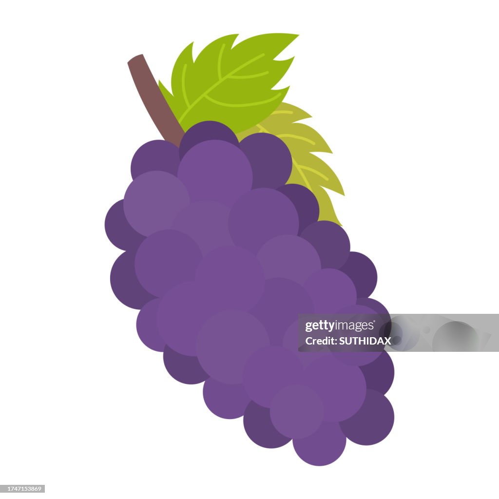 Grap Vector Purple Grap Fruit Illustration High-Res Vector Graphic - Getty Images