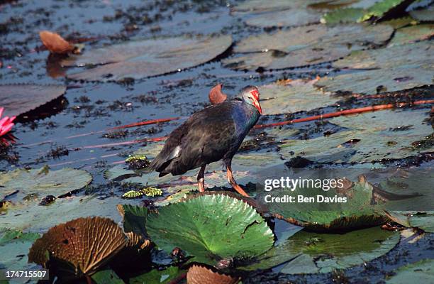 One of a hundred and fifty different types of waterbird found in the beautiful Thale Noi WaterBird Park in Phatthalung Province, in southern...