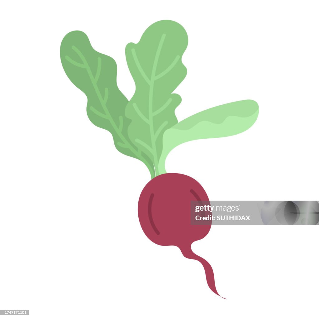 Purple plum radish illustration