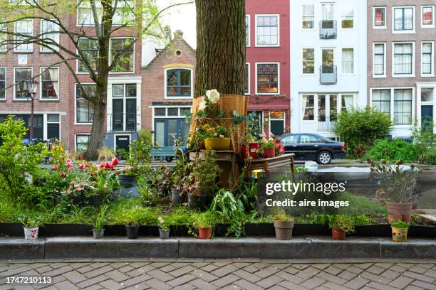 vases with flowers on the grass in a park near a tree with a car in the background, front view - amsterdam spring stock pictures, royalty-free photos & images