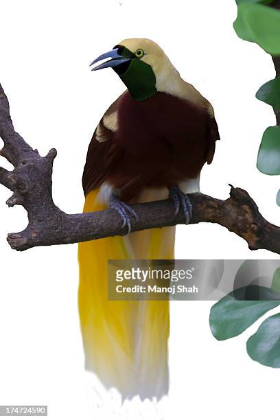 lesser bird of paradise - bird of paradise bird stock pictures, royalty-free photos & images