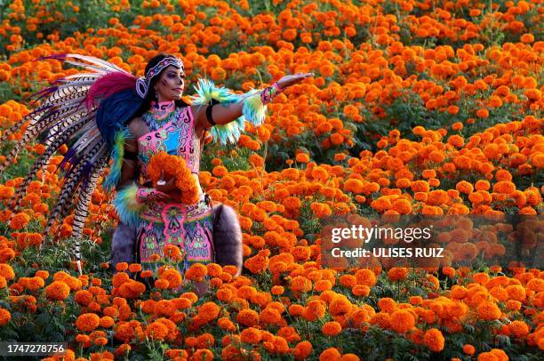 Woman dressed as a pre-Hispanic Catrina poses for a photograph in a field of Cempazuchitl flowers - Mexican Marigold - as part of the preparations...