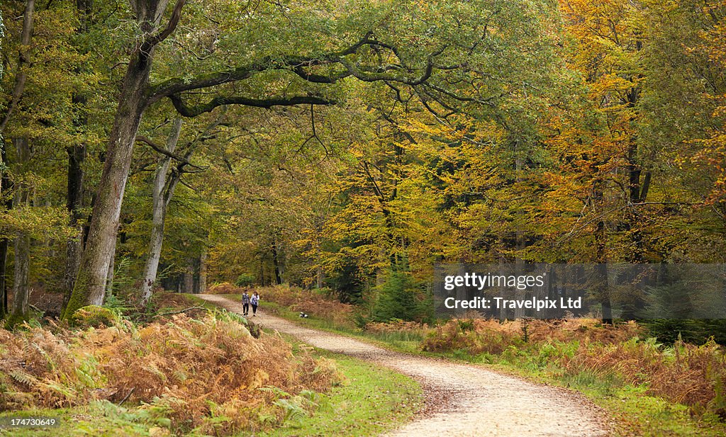 Forest Path England Path Leading Through Forest Hampshire High-Res Stock Photo - Getty Images