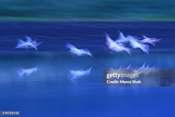 flamingo flock flying over lake natron - lago natron foto e immagini stock