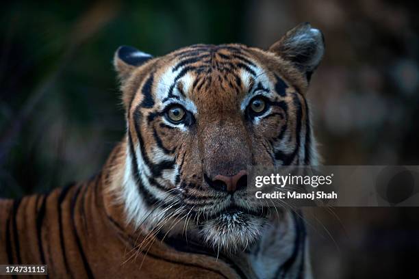 malayan tiger - malayan tiger stock pictures, royalty-free photos & images