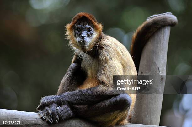 1,674 Spider Monkey Photos and Premium High Res Pictures - Getty Images 1,674 Spider Monkey Photos and Premium High Res Pictures - Getty Images