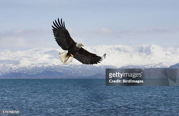 bald eagle with mountian background, alaska - vithövdad havsörn bildbanksfoton och bilder