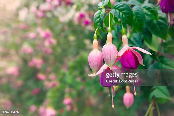 fuchsia in bloom - magenta stockfoto's en -beelden