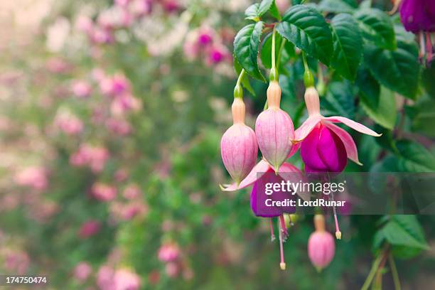 fuchsia in bloom - fuchsia flower stock pictures, royalty-free photos & images