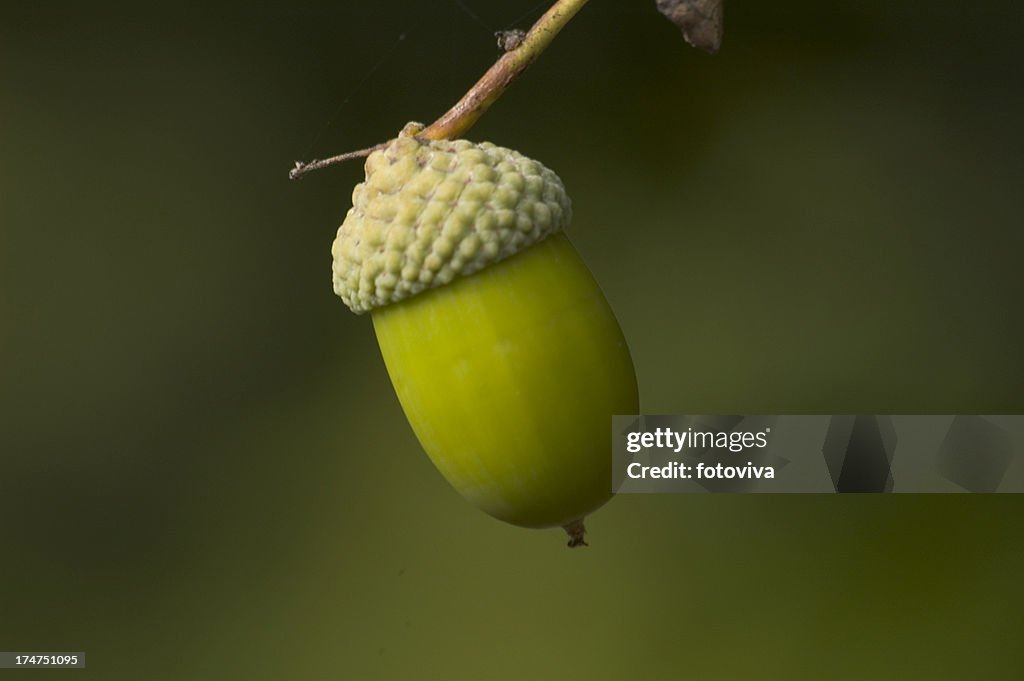 Solitary Acorn