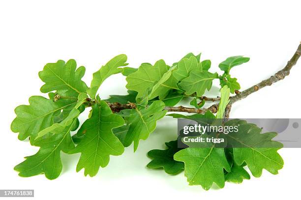 oak leaves - oak leaf stock pictures, royalty-free photos & images