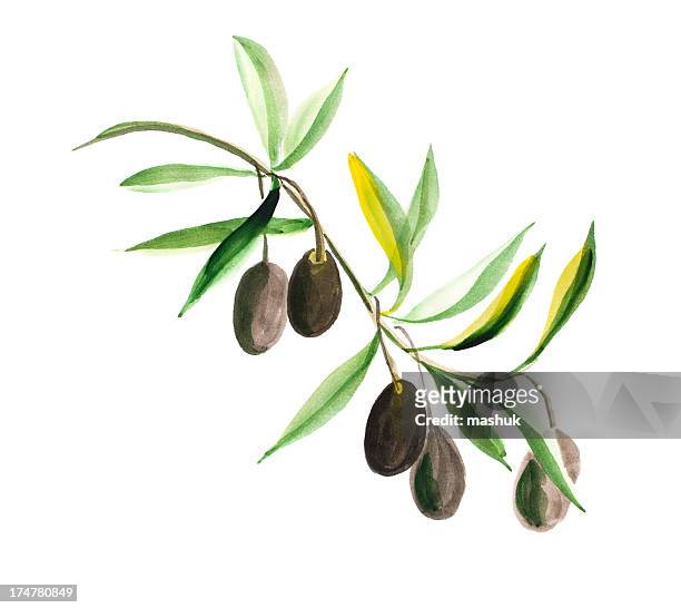 olive - green olive fruit stock illustrations
