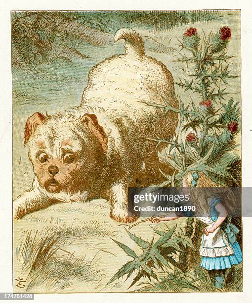 Alice Rabbit Dog 1,092 Alice Dog Stock Photos, High-Res Pictures, and Images - Getty Images