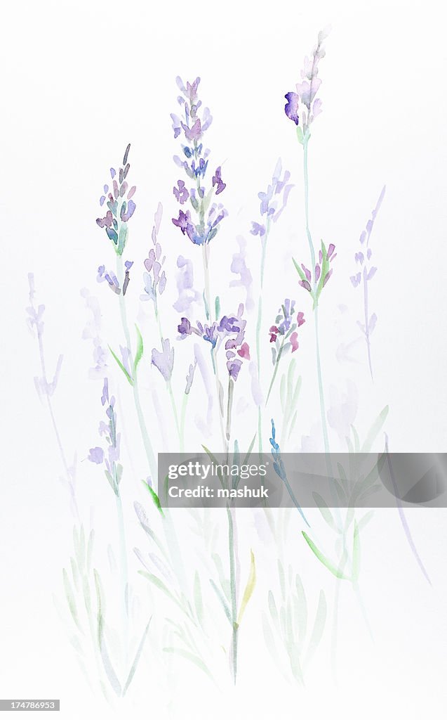 Sweet lavender