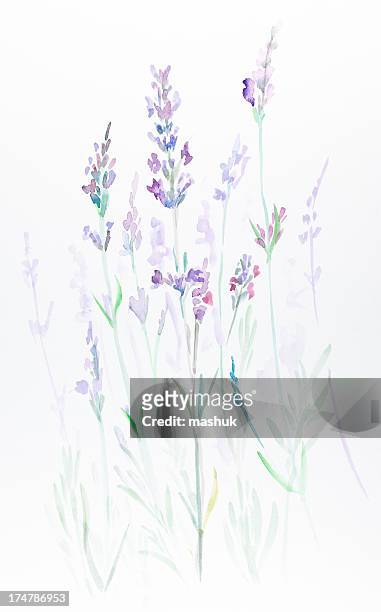 ilustraciones, imágenes clip art, dibujos animados e iconos de stock de sweet lavender - oler comida