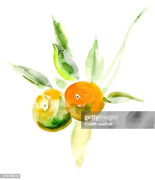 mandarin - tangerine stock illustrations