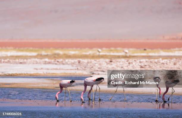 james' flamingos in the great lake - james' flamingo stock pictures, royalty-free photos & images