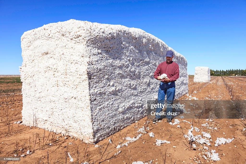 Farmer inspects cotton in harvested module
