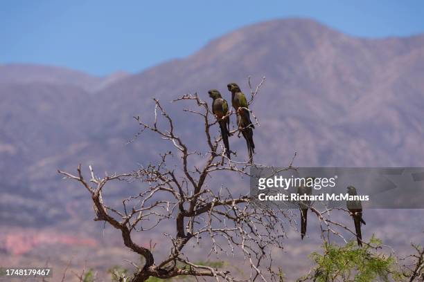 burrowing parrots - salinas grandes stockfoto's en -beelden