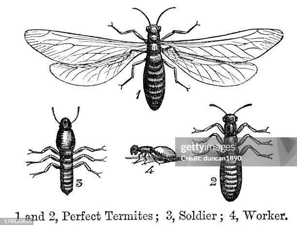 termites - termites stock illustrations