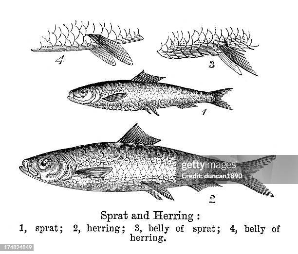 sprat and herring - herring stock illustrations
