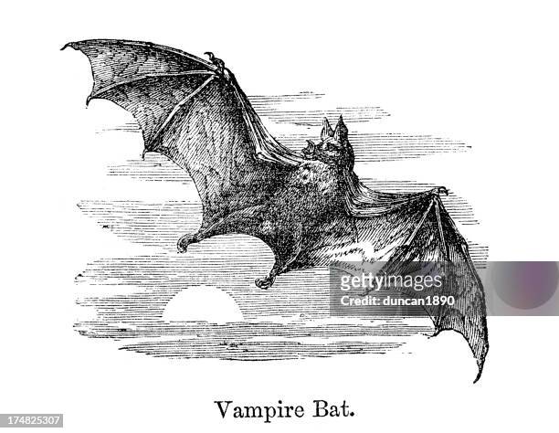 204 Ilustraciones de Murciélago Vampiro - Getty Images