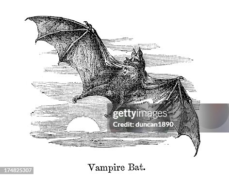 Vampire Bat Vampire Bat