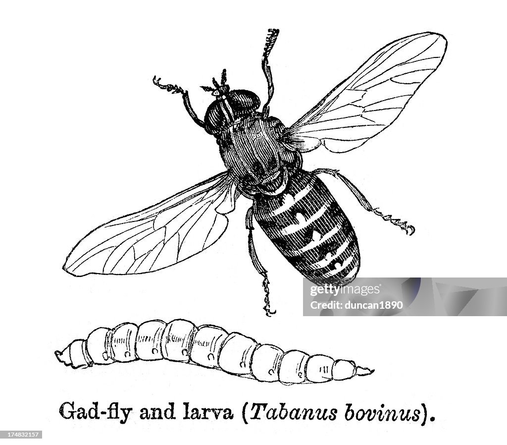 Gad Fly and Larva - Tabanus Bovinus