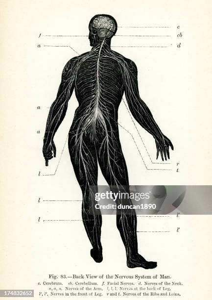 ilustraciones, imágenes clip art, dibujos animados e iconos de stock de sistema nervioso humano - medical diagram