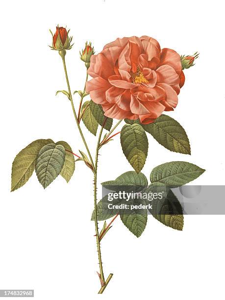 illustrations, cliparts, dessins animés et icônes de rosa gallica officinalis - botaniste